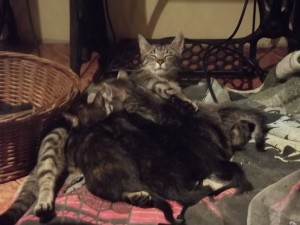 matka karmi małe kotki