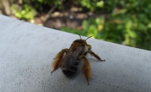 Pszczoła-7