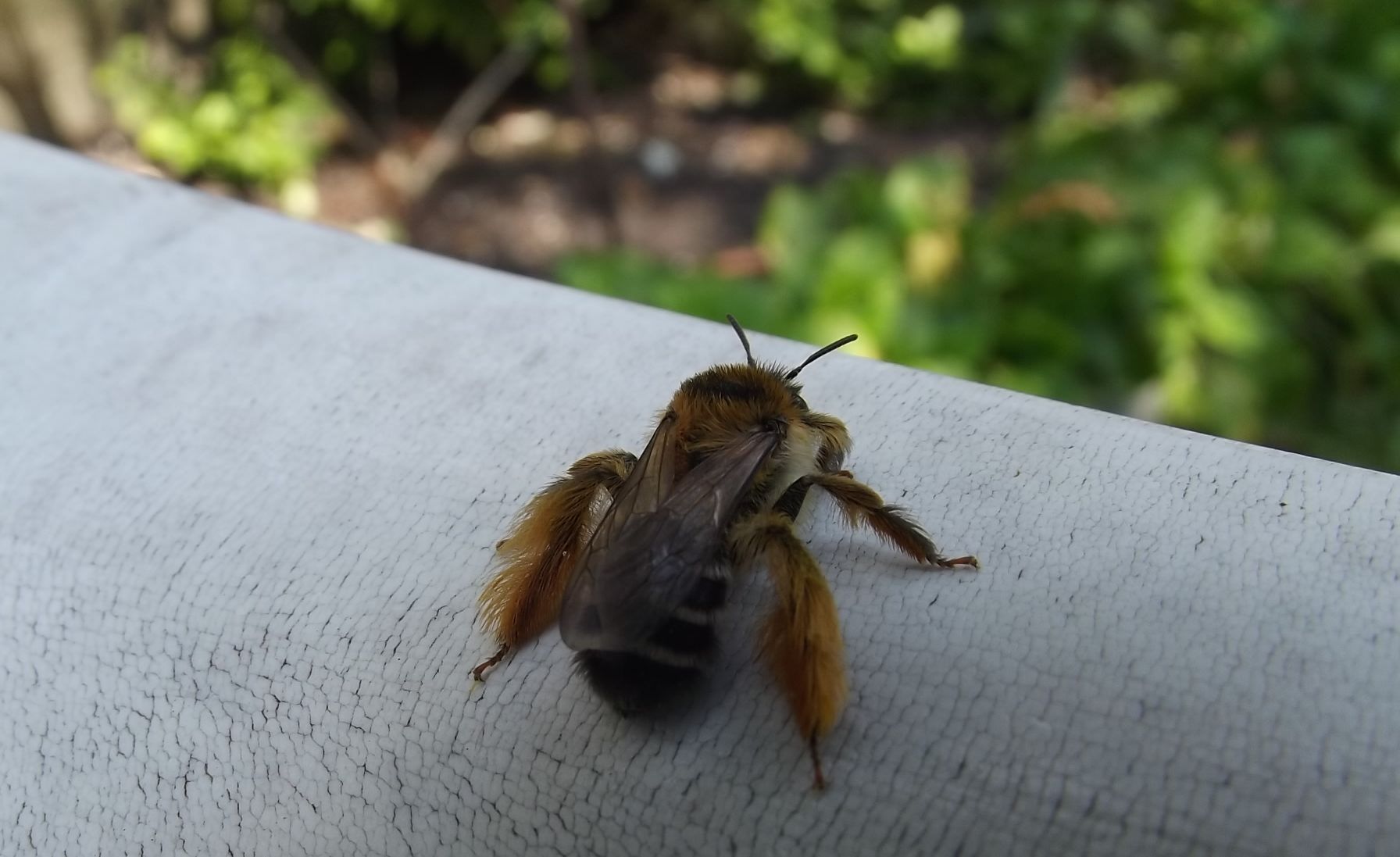 Pszczoły są zagrożone wyginięciem!