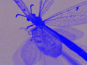 blue-insect