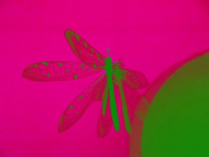 pink-green-insect