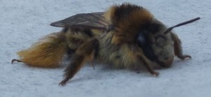 pszczoła-5