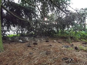 resztki_gruzu_po_kilku_tygodniach