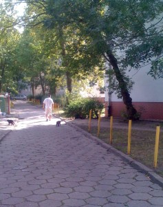 koty eskortuja swojego pana