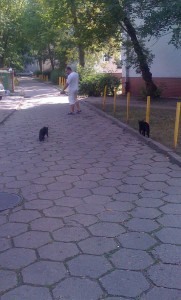 koty wracamy do domu